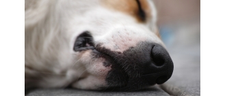 Zdjęcie przedstawia dużych rozmiarów psa leżącego na chodniku, który prawdopodobnie źle się czuje, a jednym z objawów jest ciepły nos u psa