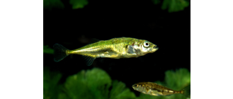Ryba ciernik (Gasterosteus aculeatus) - malownicza ryba z kolcami