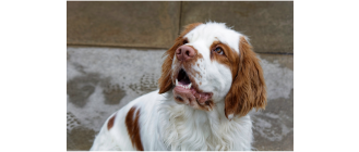 Clumber spaniel - encyklopedia ras psów