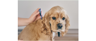 Co ile należy odrobaczać psa?