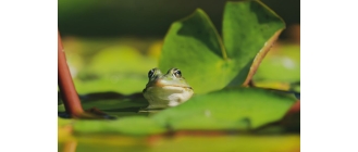 Co je żaba? Rozwiewamy wątpliwości!