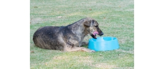 Co lubią jeść psy? Czy jest to dla nich zdrowe?