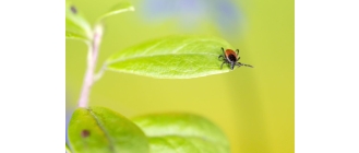 Co odstrasza kleszcza? Sprawdź jakiego zapachu nie lubią kleszcze!