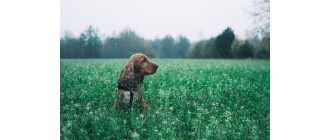 Cocker spaniel – najważniejsze odmiany i ich charakterystyczne cechy