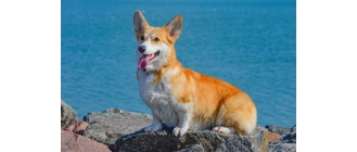 Corgi (Welsh Corgi Pembroke, Cardigan) - charakterystyka, pielęgnacja, zdrowie (Encyklopedia psów)