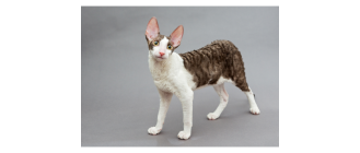 Cornish rex (Rex kornwalijski) - Encyklopedia kotów
