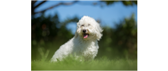 Coton de tulear, czyli biały piesek z Madagaskaru