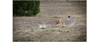 Coursing, czyli terenowe wyścigi psów. Poznaj zasady i rasy!