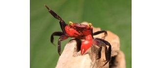 Krab wampir - najważniejsze informacje o gatunku