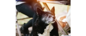 Czym się objawia cukrzyca u psa?