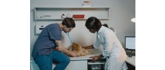 Zespół Cushinga u psa (nadczynność kory nadnerczy u psa) - leczenie i rokowania