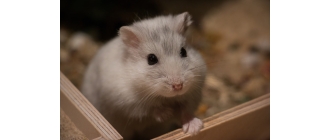 Jak urządzić małemu ssakowi klatkę?