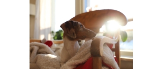 Jak obliczyć wiek psa? Ile to ludzkich lat?