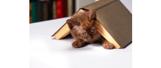 Czego można nauczyć kota i jak go wychować?