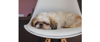 Zdjęcie przedstawia psa rasy shih tzu lezącego na krześle, u którego wystąpił kaszel wsteczny 