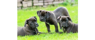 Plusy i minusy czarnego psa - poznaj TOP 7 ras czarnych psów