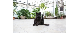 Jakiego zapachu nie lubią koty? Poznaj najbardziej nielubiane przez koty aromaty, aby ich nie nadużywać