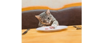 Czego nie może jeść kot? Przedstawiamy produkty zakazane dla kota