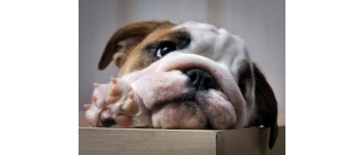 Czego nie może jeść pies ? Radzimy czego unikać.