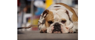 Co oznaczają czerwone oczy u psa?