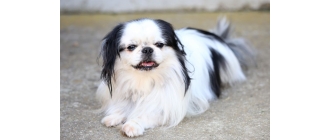 Chin japoński - najważniejsze informacje o rasie. Encyklopedia ras