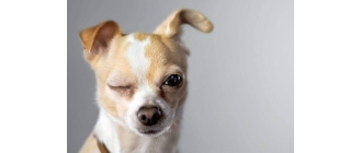 Czipowanie psa - czy jest konieczne?