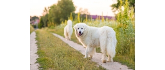 Czuwacz słowacki  (slovenský čuvač) -  najważniejsze informacje. Encyklopedia ras