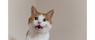 Pierdzenie kota - czy jest się czego bać?