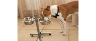 Czym karmić psa? Co może znaleźć się w jego diecie?