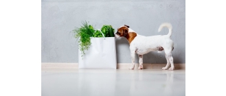 Czystek na kleszcze dla psa? Poznaj wszystkie właściwości czystka