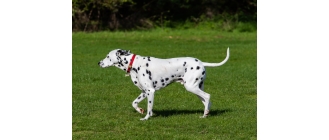 Dalmatyńczyk – najważniejsze informacje o rasie