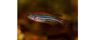 Ryba danio - najważniejsze informacje o popularnych rybach akwariowych