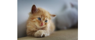 Depresja u kota – przyczyny i objawy? Jak ją leczyć?