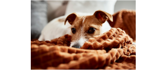 Depresja u psa - jakie są objawy, przyczyny i metody jej leczenia?