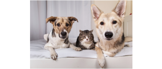 Dieta dla seniora, czyli jak prawidłowo karmić starsze koty i psy?