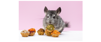 Co jedzą szynszyle?