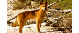 Dingo australijski dziki pies - najważniejsze informacje