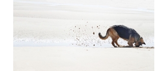 Jak oduczyć psa kopania w ogrodzie?