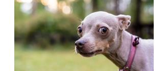 Dlaczego psu śmierdzi z pyska i co wtedy zrobić?