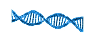 Jaka jest rola białka w żywieniu psów?