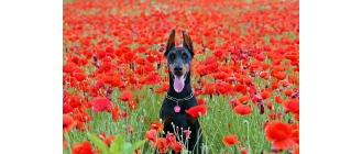 Doberman – najważniejsze informacje o rasie