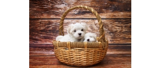 Maltańczyk (Maltese dog) - charakterystyka, pielęgnacja, zdrowie (Encyklopedia psów)