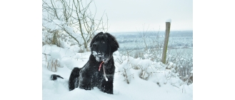 Nowofundland – najważniejsze informacje o rasie