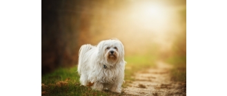 Hawańczyk – najważniejsze informacje o rasie