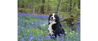 Berneński pies pasterski – najważniejsze informacje o rasie