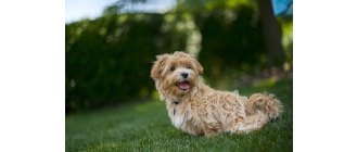 Maltipoo - jak rozpoznać psa tej rasy? Ile waży?
