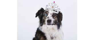 Zapalenie spojówek u psa – przyczyny, objawy, leczenie