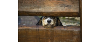 Co to jest pseudohodowla? Po czym ją poznać i dlaczego unikać?