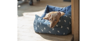 Nosówka – groźna choroba psów. Przyczyny, objawy i leczenie