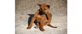 Jakich środków użyć, gdy zawiodą domowe sposoby na pchły w domu?